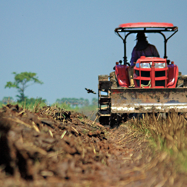 Plantation sector outlook 1x1