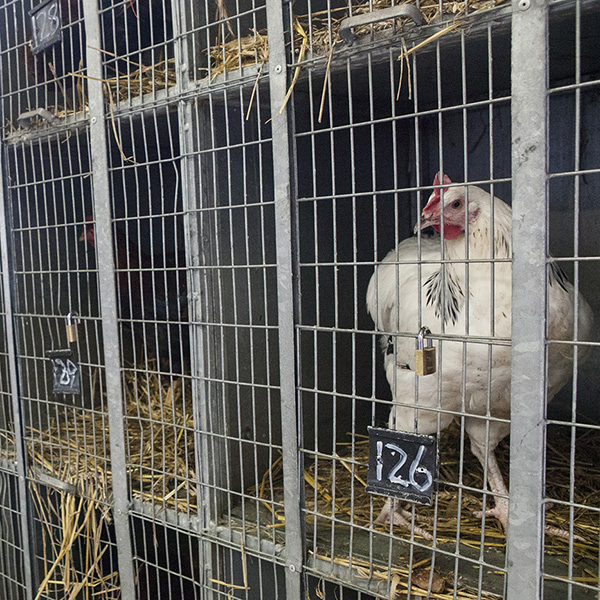 Poultry sector outlook 1x1