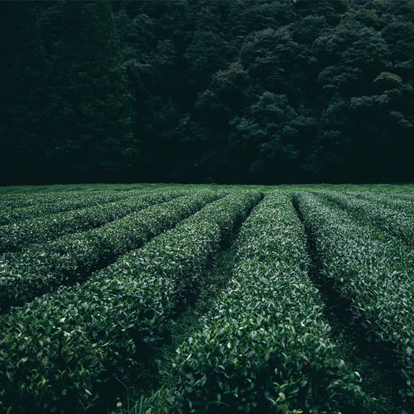 Plantations sector   tiles