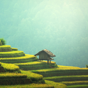 Agriculture 1807581 1920   baner