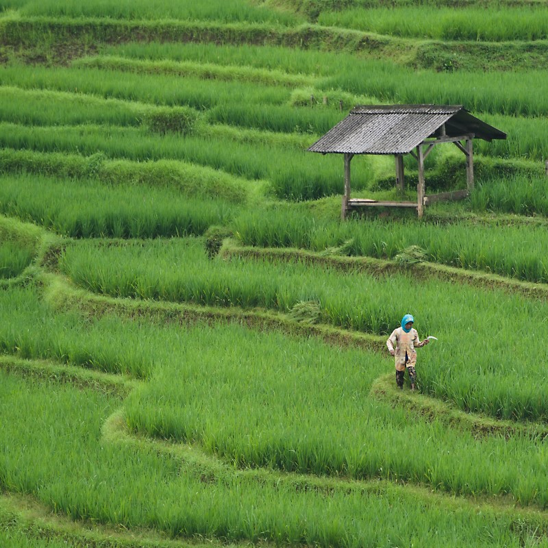 Rice field 7890204