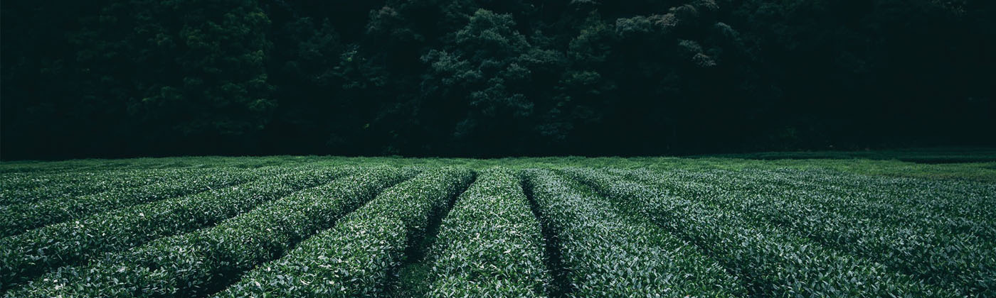 Plantations sector   cover