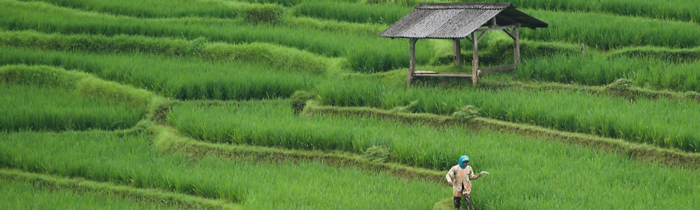 Rice field 7890204   copy