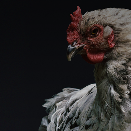 Ayam 420