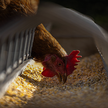 Hen 420