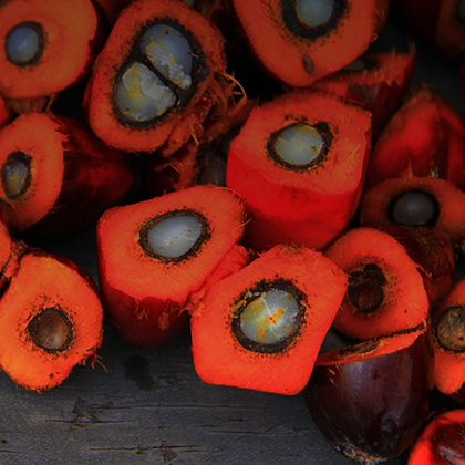 Palm oil 420